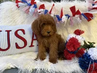 Bruno deep red , a male Goldendoodle for sale in Scottsdale, AZ – 5 of 6