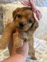 Scarlet , a female Cavapoo and Cavalier King Charles Spaniel for sale in Scottsdale, AZ – 4 of 7