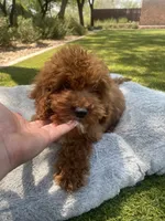 Ruby, a male Cavapoo for sale in Scottsdale, AZ – 3 of 6