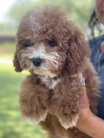 Lola, a male Cavapoo for sale in Scottsdale, AZ – 5 of 8
