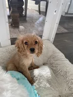 Sprout , a male Cockapoo and Cocker Spaniel for sale in Scottsdale, AZ – 1 of 10