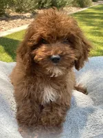 Ruby, a male Cavapoo for sale in Scottsdale, AZ – 4 of 6