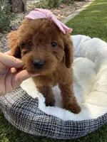 Kenzie , a female Miniature Goldendoodle for sale in Scottsdale, AZ – 2 of 6