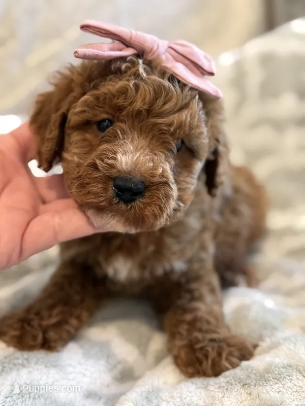 Rosie – Cavapoo, Cockapoo puppy for sale in Scottsdale, AZ