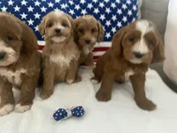Remi, a female Goldendoodle and Miniature Goldendoodle for sale in Scottsdale, AZ – Photo 10 of 10
