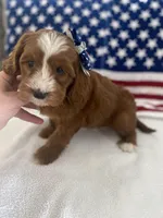 Remi, a female Goldendoodle and Miniature Goldendoodle for sale in Scottsdale, AZ – Photo 4 of 10