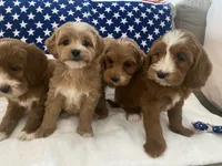 Remi, a female Goldendoodle and Miniature Goldendoodle for sale in Scottsdale, AZ – Photo 9 of 10