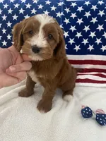 Remi, a female Goldendoodle and Miniature Goldendoodle for sale in Scottsdale, AZ – Photo 5 of 10