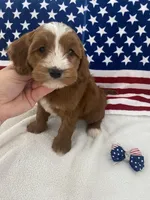 Remi, a female Goldendoodle and Miniature Goldendoodle for sale in Scottsdale, AZ – Photo 6 of 10