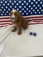 Remi, a female Goldendoodle and Miniature Goldendoodle for sale in Scottsdale, AZ – Photo 3 of 10