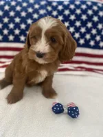 Remi, a female Goldendoodle and Miniature Goldendoodle for sale in Scottsdale, AZ – Photo 8 of 10
