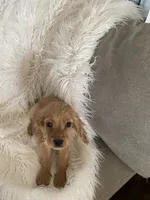 Sprout , a male Cockapoo and Cocker Spaniel for sale in Scottsdale, AZ – 3 of 10