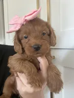 Harper (pick of the litter ) , a female Miniature Goldendoodle for sale in Scottsdale, AZ – 2 of 6