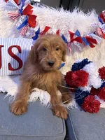 Billy, a male Goldendoodle for sale in Scottsdale, AZ – 4 of 5