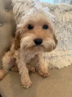 Maggie, a female Maltipoo for sale in Scottsdale, AZ – 2 of 4