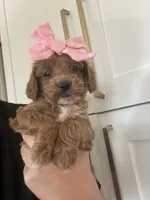 Stella, a female Miniature Goldendoodle for sale in Scottsdale, AZ – 2 of 4