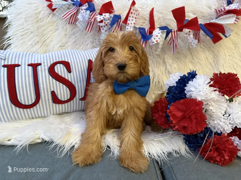 Benny – Goldendoodle puppy for sale in Scottsdale, AZ