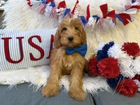 Benny, a male Goldendoodle for sale in Scottsdale, AZ – 1 of 7