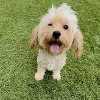 Cooper, a male Maltipoo for sale in Scottsdale, AZ – 2 of 6