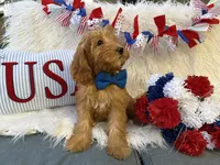 Benny, a male Goldendoodle for sale in Scottsdale, AZ – 6 of 7