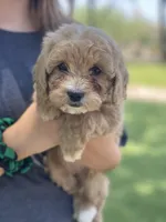 Sadie, a female Cockapoo for sale in Scottsdale, AZ – 2 of 5