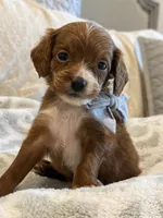 Ben, a male Cavapoo and Cavalier King Charles Spaniel for sale in Scottsdale, AZ – 2 of 8