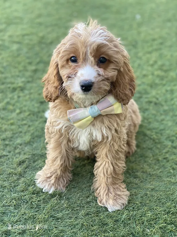 River – Cavapoo, Cockapoo puppy for sale in Scottsdale, AZ