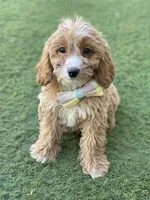 River, a male Cavapoo and Cockapoo for sale in Scottsdale, AZ – 3 of 8