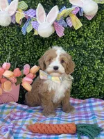 Hopper, a male Cavapoo and Cockapoo for sale in Scottsdale, AZ – Photo 9 of 9