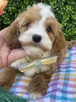 Hopper, a male Cavapoo and Cockapoo for sale in Scottsdale, AZ – Photo 8 of 9