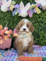 Hopper, a male Cavapoo and Cockapoo for sale in Scottsdale, AZ – Photo 1 of 9