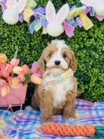 Hopper, a male Cavapoo and Cockapoo for sale in Scottsdale, AZ – Photo 3 of 9