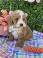 Hopper, a male Cavapoo and Cockapoo for sale in Scottsdale, AZ – Photo 2 of 9