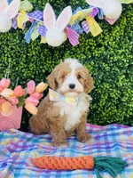 Hopper, a male Cavapoo and Cockapoo for sale in Scottsdale, AZ – Photo 7 of 9