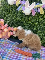 Hopper, a male Cavapoo and Cockapoo for sale in Scottsdale, AZ – Photo 4 of 9
