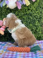 Hopper, a male Cavapoo and Cockapoo for sale in Scottsdale, AZ – Photo 6 of 9
