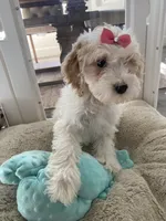 Maggie, a female Cavapoo and Cockapoo for sale in Scottsdale, AZ – 2 of 3