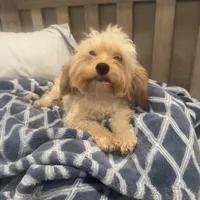 Cooper, a male Maltipoo for sale in Scottsdale, AZ – 5 of 6