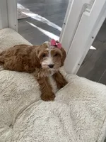 Rosie, a female Cavapoo and Cockapoo for sale in Scottsdale, AZ – 3 of 7