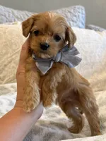 Booker, a male Maltipoo and Maltese for sale in Scottsdale, AZ – 5 of 7