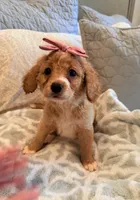 Peaches, a female Miniature Goldendoodle for sale in Scottsdale, AZ – 2 of 4