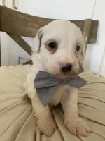 Frosty, a male Miniature Goldendoodle for sale in Scottsdale, AZ – 2 of 4