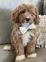 Rohan , a male Cavapoo and Cockapoo for sale in Scottsdale, AZ – 7 of 10