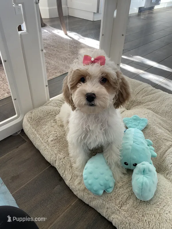 Millie  – Cavapoo, Cockapoo puppy for sale in Scottsdale, AZ