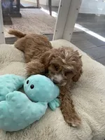 River, a male Cavapoo and Cockapoo for sale in Scottsdale, AZ – 5 of 8