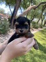 Morkie boy (will be tiny ) , a male Morkie for sale in Scottsdale, AZ – 3 of 4