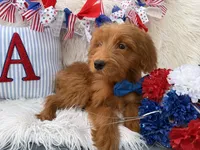 Brody , a male Goldendoodle for sale in Scottsdale, AZ – 2 of 2