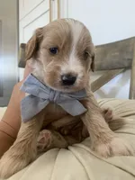 Henry, a male Miniature Goldendoodle for sale in Scottsdale, AZ – 7 of 9