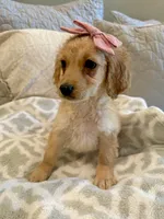 Elli May , a female Miniature Goldendoodle for sale in Scottsdale, AZ – 2 of 2