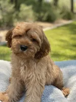 Teddy, a male Cavapoo for sale in Scottsdale, AZ – 8 of 8